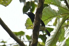 Capito maculicoronatus