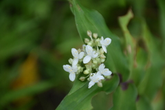 Tripogandra serrulata