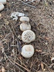 Agaricomycetes