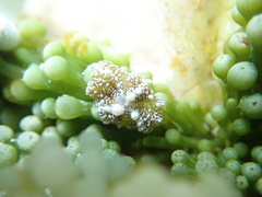Bunodeopsis globulifera
