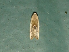 Micrathetis dasarada