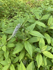 Lysimachia clethroides
