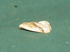 Micrathetis dasarada