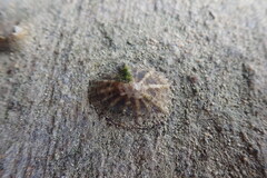 Siphonaria alternata