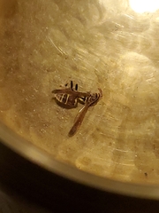 Mischocyttarus mexicanus