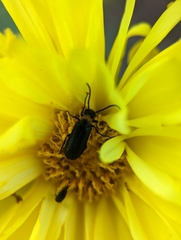 Nemognatha nemorensis