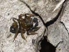 Chinattus parvulus