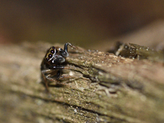 Chinattus parvulus