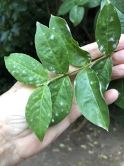 Erysiphe lagerstroemiae