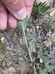 Xanthisma grindelioides