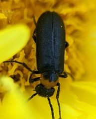 Nemognatha nemorensis