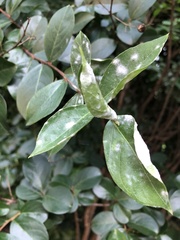 Erysiphe lagerstroemiae