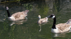 Branta canadensis