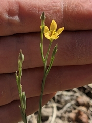 Linum puberulum
