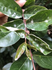Erysiphe lagerstroemiae