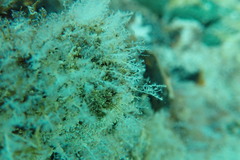 Nemalecium lighti