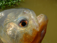 Pygocentrus nattereri