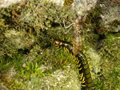 Scolopendra mutilans