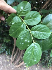Erysiphe lagerstroemiae
