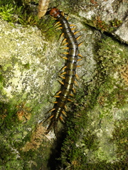 Scolopendra mutilans