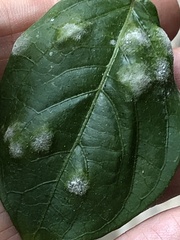 Erysiphe lagerstroemiae