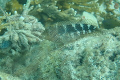 Hypleurochilus bermudensis