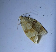 Adoxophyes negundana