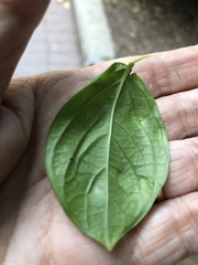 Erysiphe lagerstroemiae