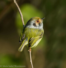 Myiornis auricularis