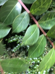 Erysiphe lagerstroemiae