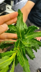 Senecio glastifolius