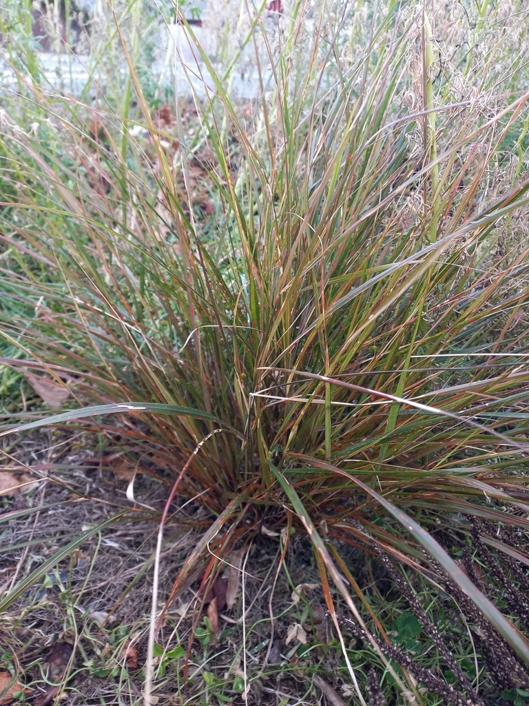Gossamer grass from Dunedin North, Dunedin, New Zealand on June 16