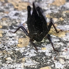 Tettigidea