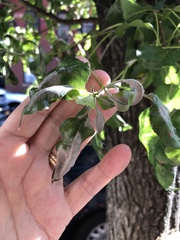 Podosphaera leucotricha