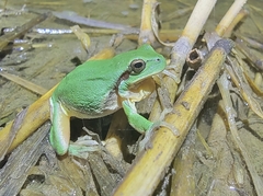 Hyla immaculata