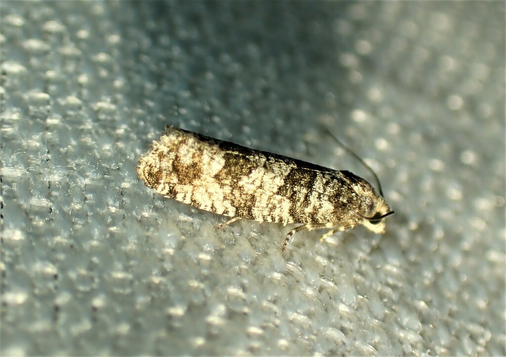 Retinia mafica
