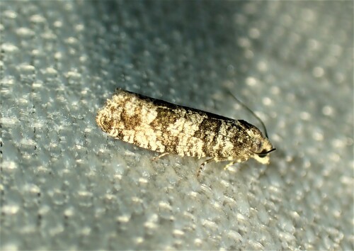 Retinia mafica