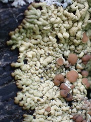 Myriolecis straminea