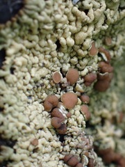 Myriolecis straminea