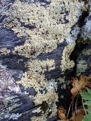 Myriolecis straminea