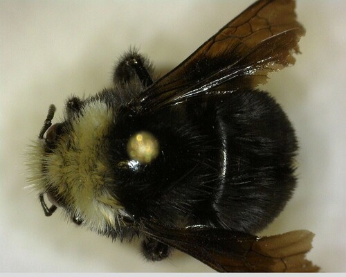 iNaturalist observation photo of Bumble Bees