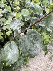 Erysiphe symphoricarpi