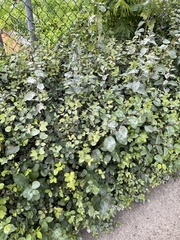 Erysiphe symphoricarpi