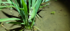 Hyla immaculata