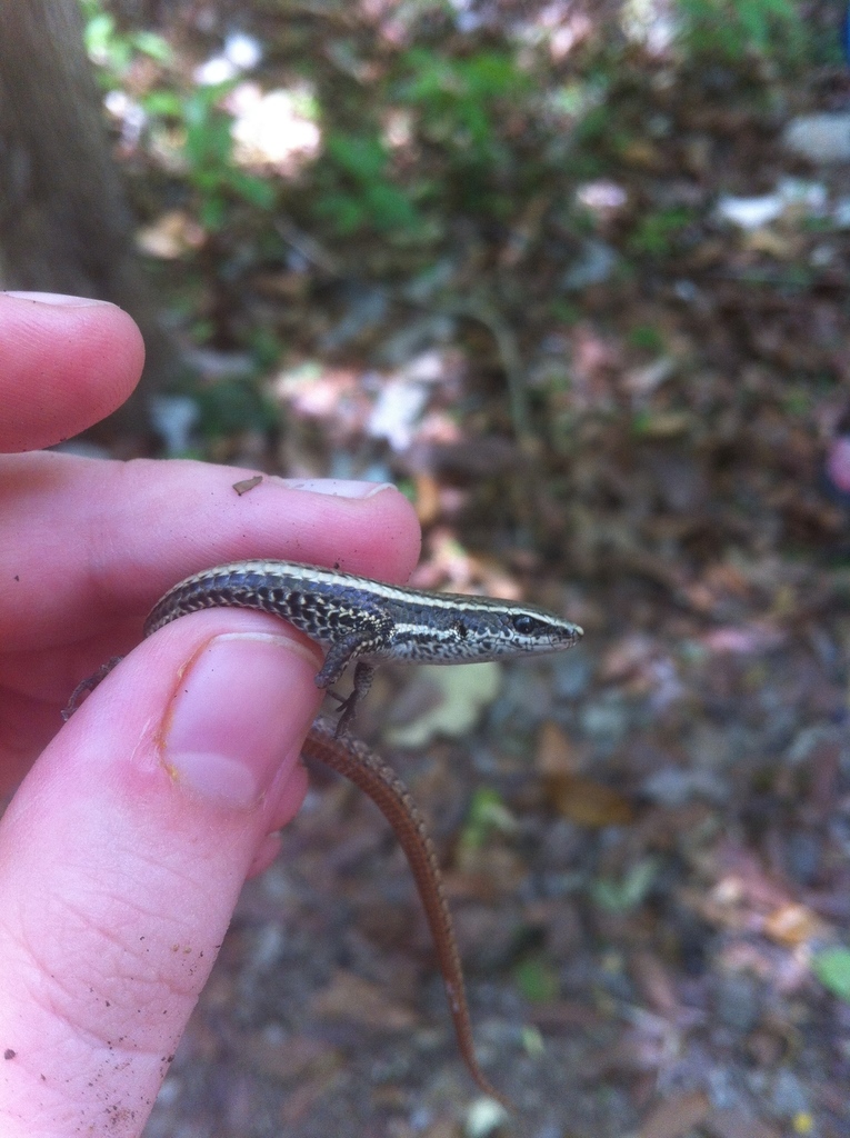 Rough-Scaled Tegulet