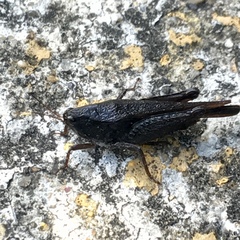 Tettigidea