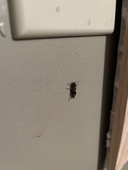 Aegomorphus modestus