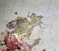 Bufo gargarizans