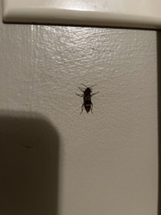 Aegomorphus modestus