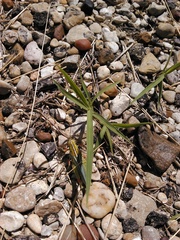 Hesperotettix viridis